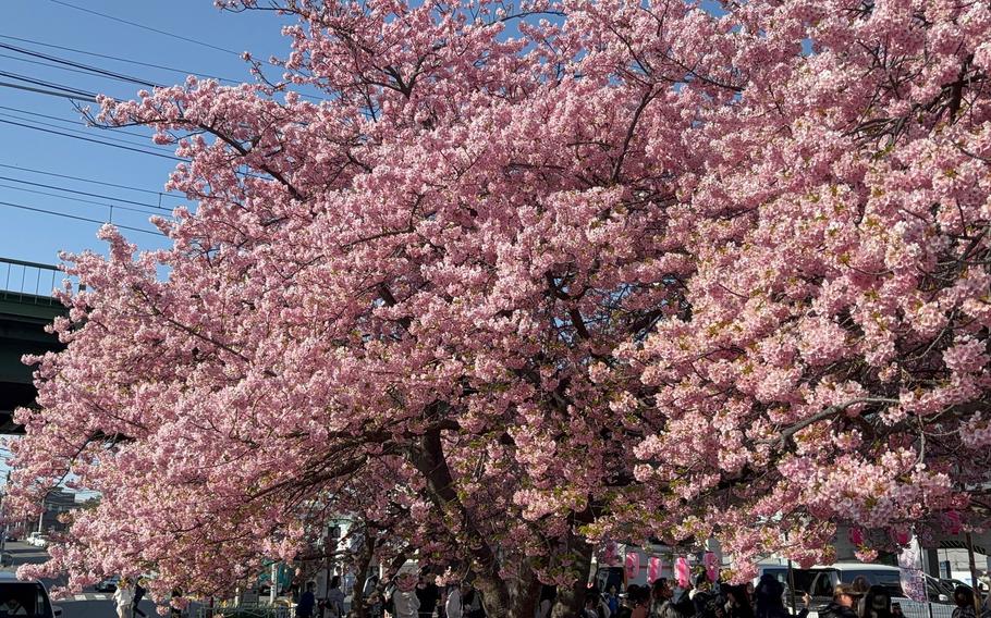 Kawazu zakura in Miura, Kanagawa, Japan